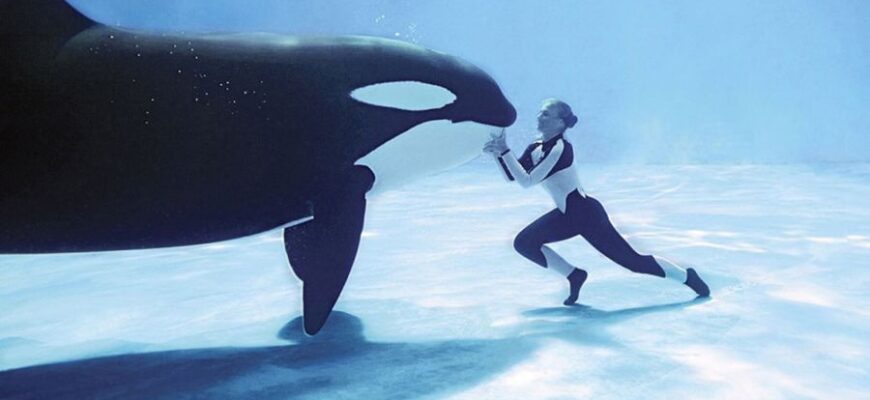 лучшие фильмы про китов и дельфинов